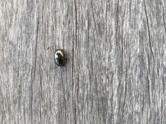 Chrysolina americana