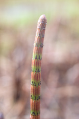 Equisetum fluviatile