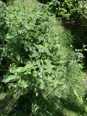 Symphytum caucasicum