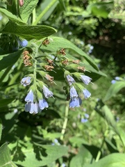 Symphytum caucasicum