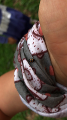 Glischrochilus grandis