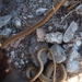 San Joaquin Coachwhip - Photo (c) J. Maughn, some rights reserved (CC BY-NC), uploaded by J. Maughn
