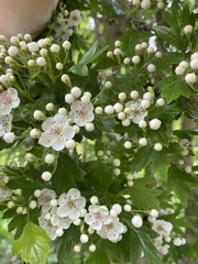 Crataegus monogyna