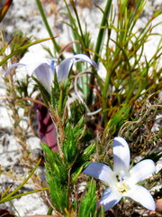 Roella prostrata