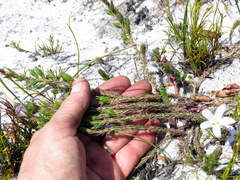 Roella prostrata