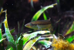 Neoodax balteatus