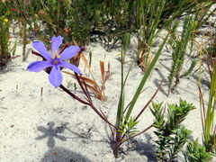 Aristea glauca