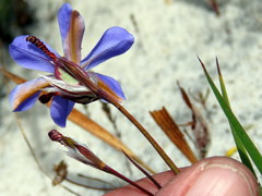 Aristea glauca