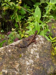 Anolis urraoi