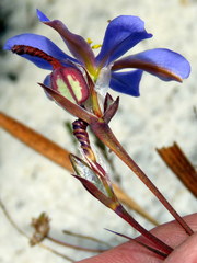 Aristea glauca