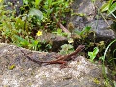 Anolis urraoi