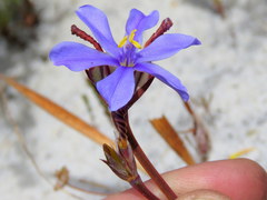 Aristea glauca