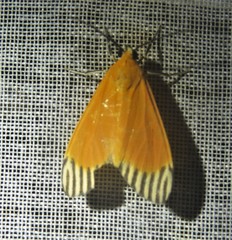Uranophora walkeri