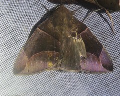 Ophisma