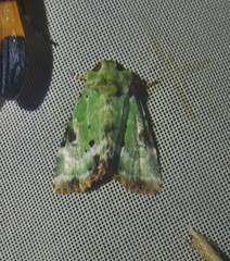 Chytonix splendens