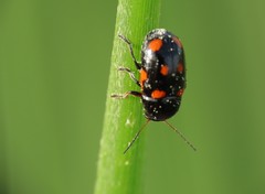 Cryptocephalus octoguttatus