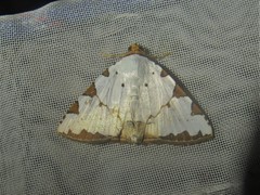 Eulepidotis testaceiceps