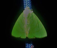 Eulepidotis viridissima