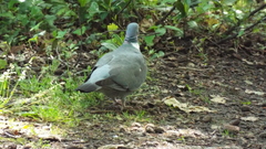 Columba palumbus