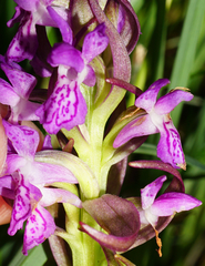 Dactylorhiza incarnata incarnata
