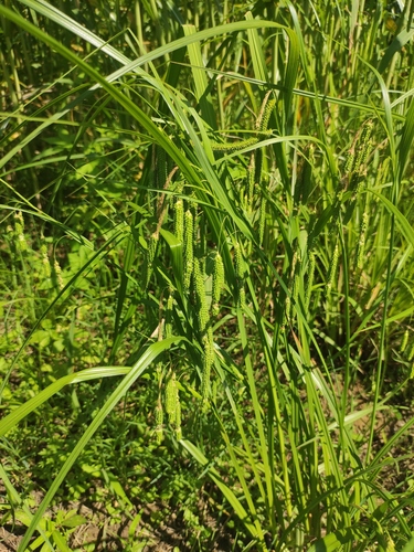 Carex dimorpholepis iNat (2)
