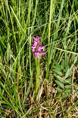 Dactylorhiza incarnata incarnata