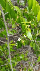 Synaptolepis perrieri