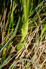 Dactylorhiza incarnata incarnata