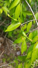 Synaptolepis perrieri