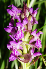 Dactylorhiza incarnata incarnata