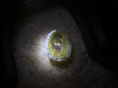 Cellana radiata