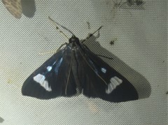 Erilusa leucoplagalis