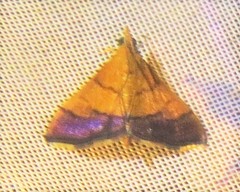 Pyrausta bicoloralis