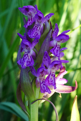 Dactylorhiza incarnata incarnata