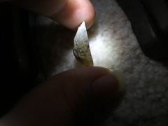 Cellana radiata