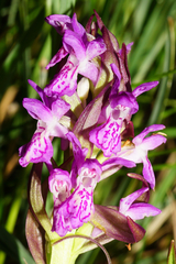 Dactylorhiza incarnata incarnata