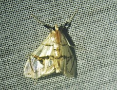 Conchylodes graphialis