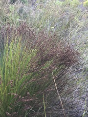 Elegia hookeriana