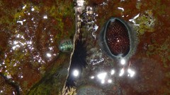 Monetaria caputdraconis