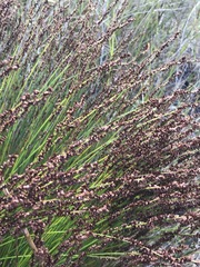 Elegia hookeriana