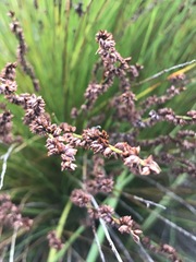 Elegia hookeriana