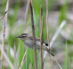 Acrocephalus schoenobaenus