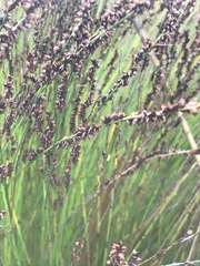 Elegia hookeriana