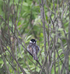 Emberiza schoeniclus