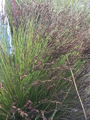 Elegia hookeriana