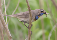 Luscinia svecica