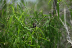 Argiope magnifica