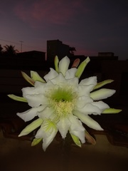 Cereus jamacaru jamacaru