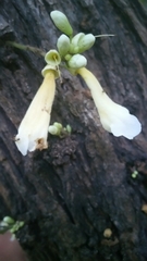 Colea