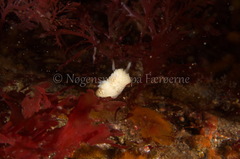 Onchidoris muricata